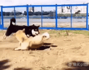 犬科特技