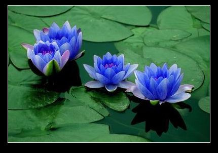 蓝莲花