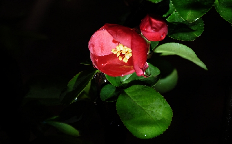 海棠花未眠